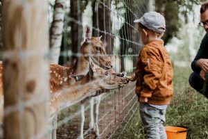 Family Friendly Things to do in Edinburgh